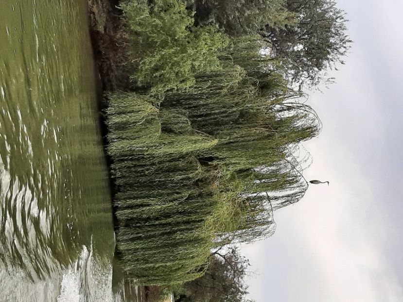  - Murighiol - Pădurea Letea