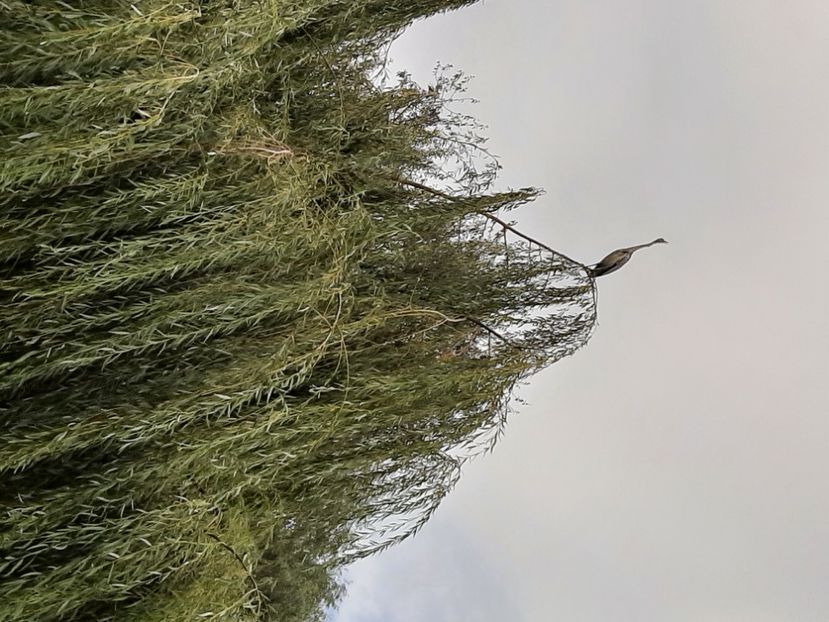  - Murighiol - Pădurea Letea