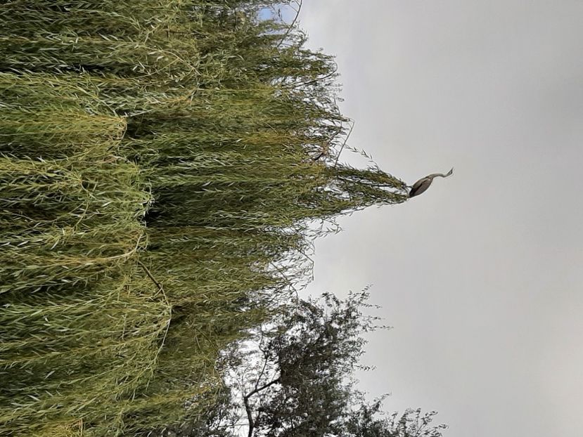  - Murighiol - Pădurea Letea