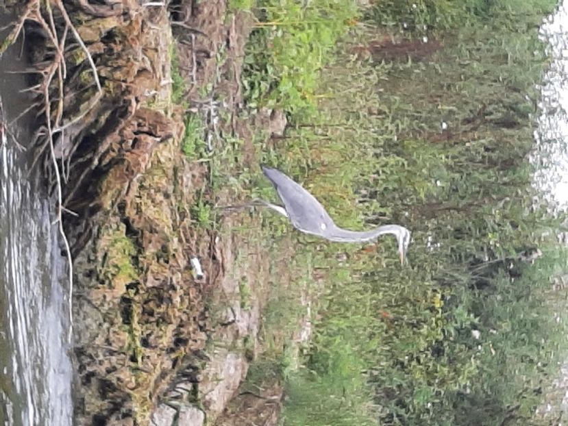  - Murighiol - Pădurea Letea