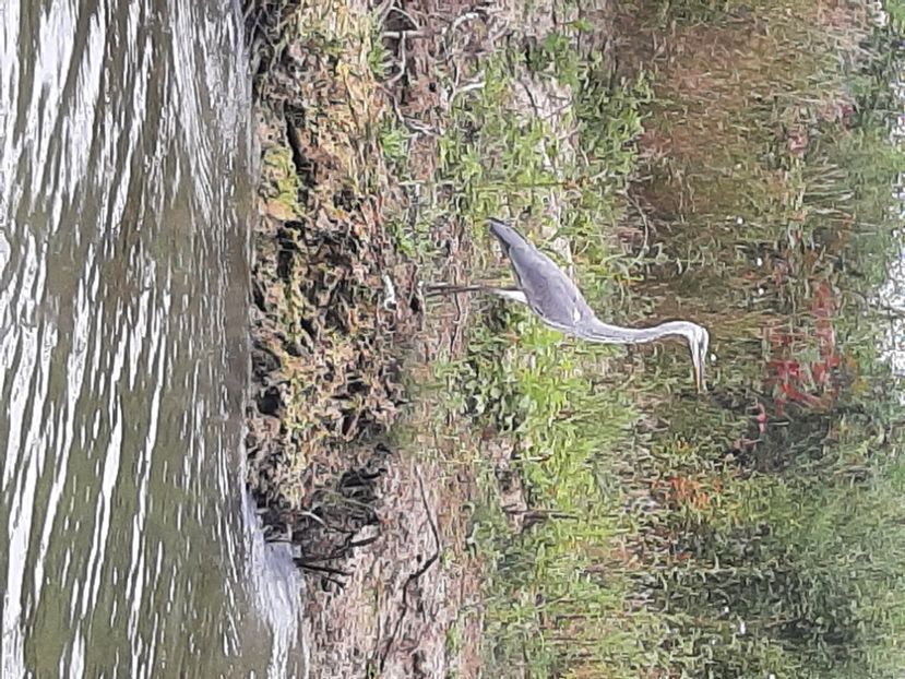  - Murighiol - Pădurea Letea