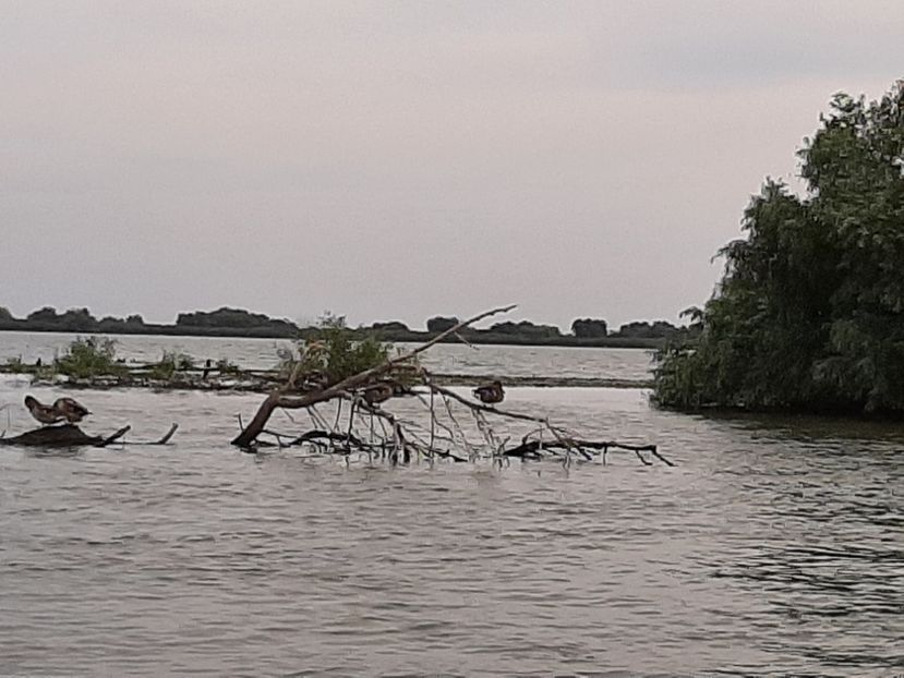  - Murighiol - Pădurea Letea