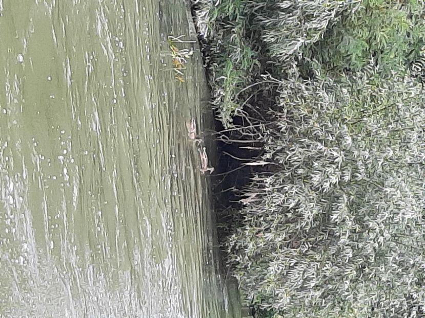  - Murighiol - Pădurea Letea