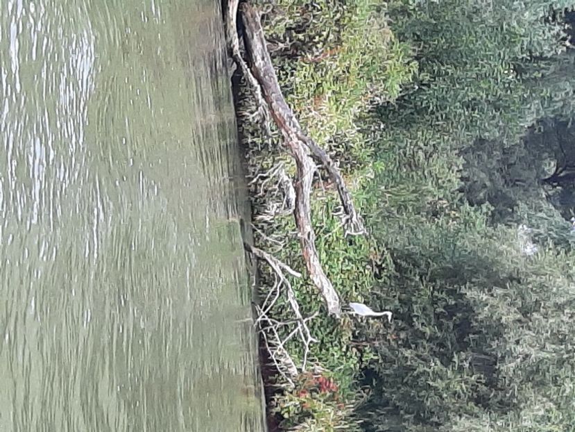  - Murighiol - Pădurea Letea