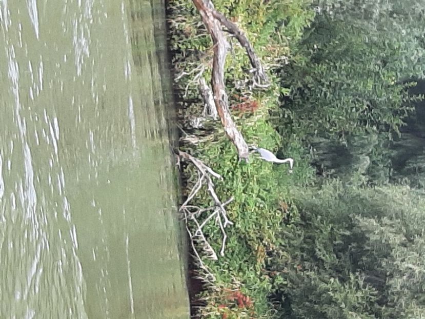  - Murighiol - Pădurea Letea