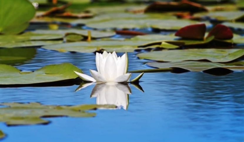 Screenshot_20210910-142236_Facebook - Murighiol - Pădurea Letea