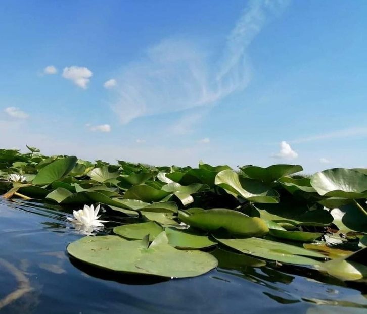 Screenshot_20210910-142225_Facebook - Murighiol - Pădurea Letea