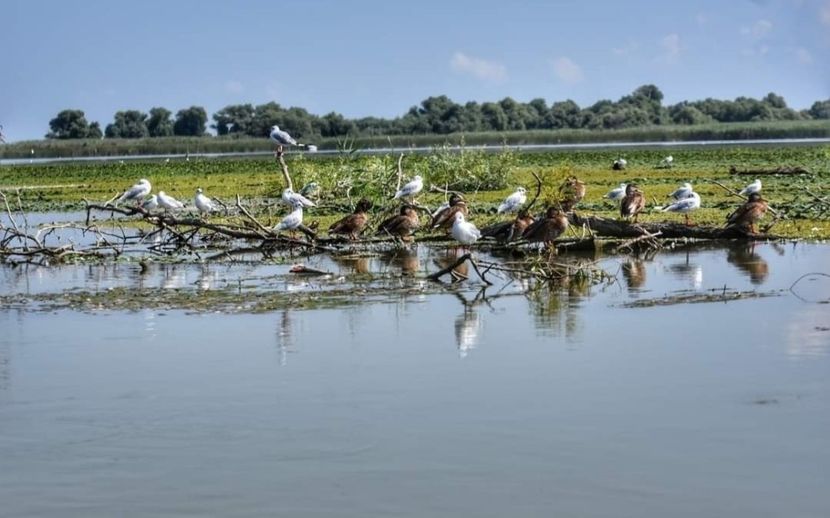 Screenshot_20210910-142212_Facebook - Murighiol - Pădurea Letea