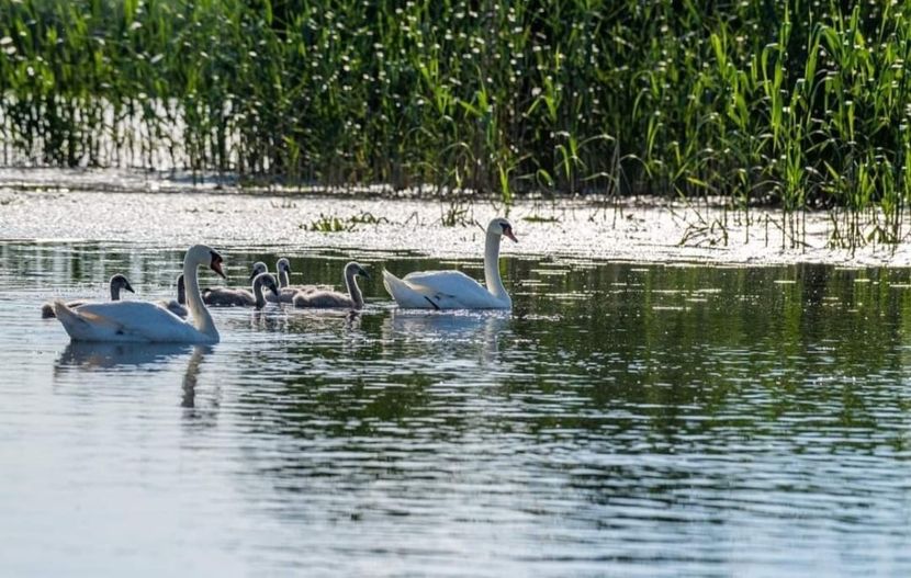 Screenshot_20210910-142153_Facebook - Murighiol - Pădurea Letea