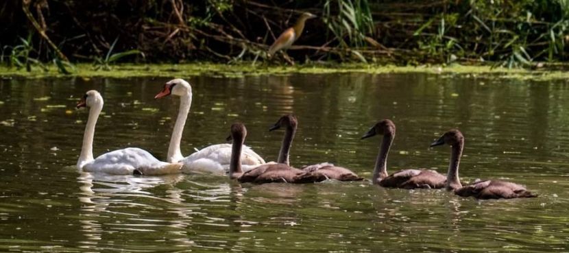 Screenshot_20210910-142126_Facebook - Murighiol - Pădurea Letea