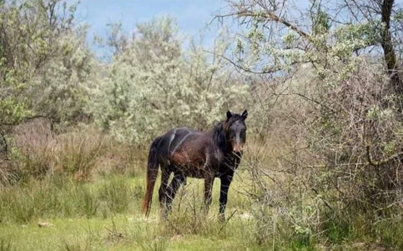 Screenshot_20210910-142015_Facebook - Murighiol - Pădurea Letea