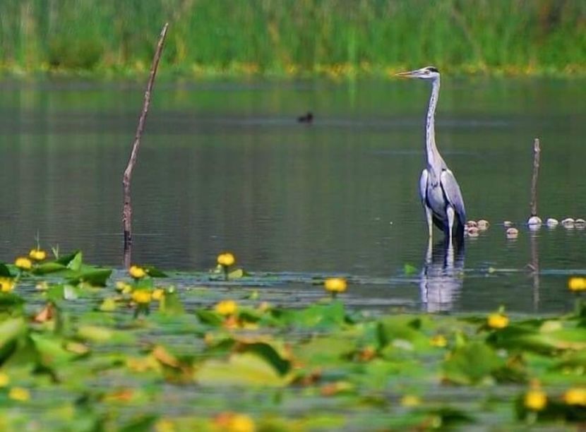 Screenshot_20210910-142006_Facebook - Murighiol - Pădurea Letea