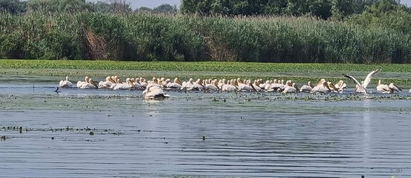 Screenshot_20210910-141748_Facebook - Murighiol - Pădurea Letea