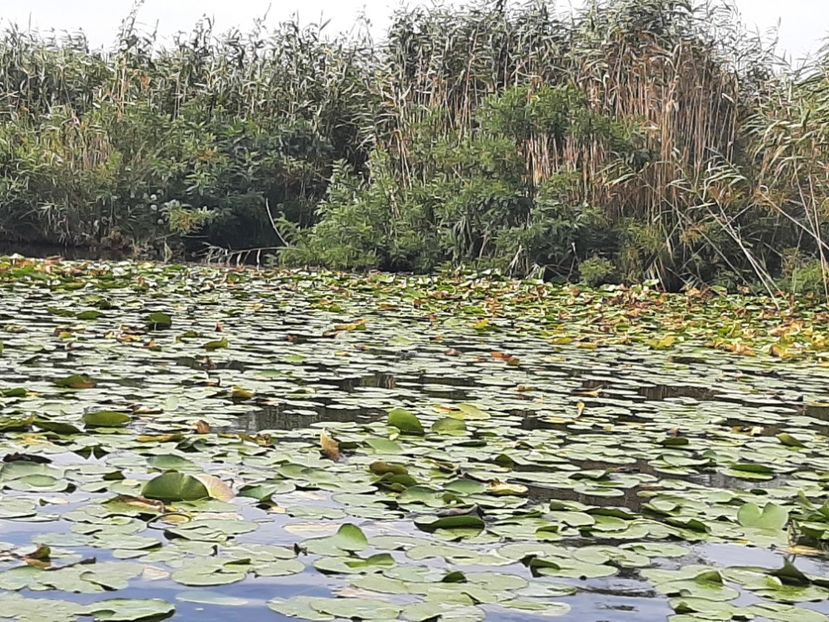  - Murighiol - Pădurea Letea