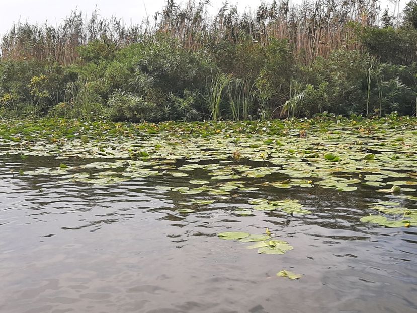  - Murighiol - Pădurea Letea