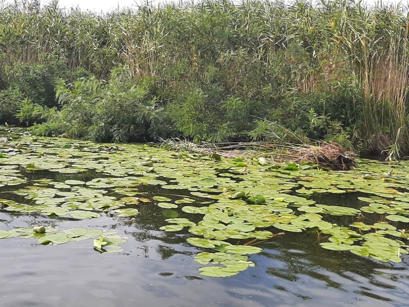  - Murighiol - Pădurea Letea