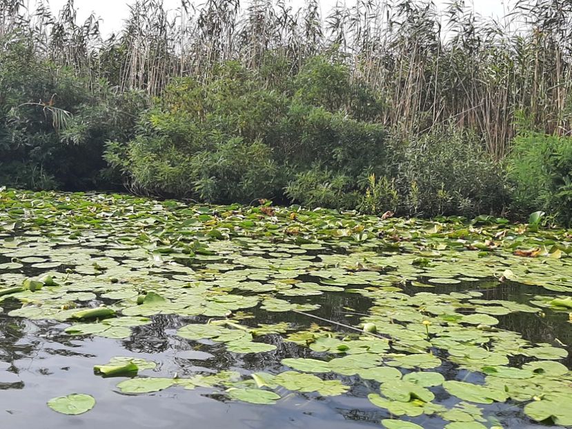  - Murighiol - Pădurea Letea