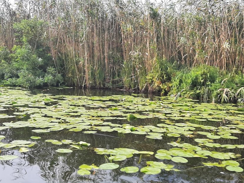  - Murighiol - Pădurea Letea