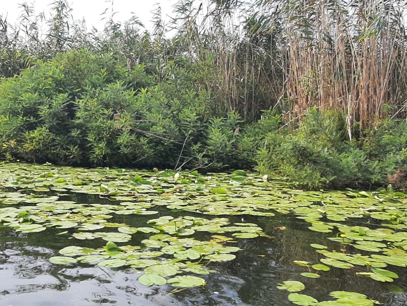 - Murighiol - Pădurea Letea