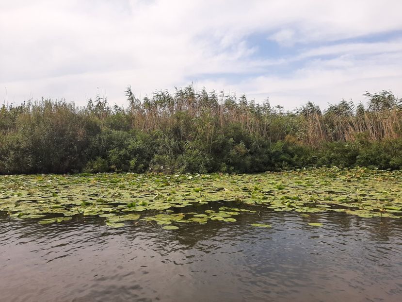  - Murighiol - Pădurea Letea