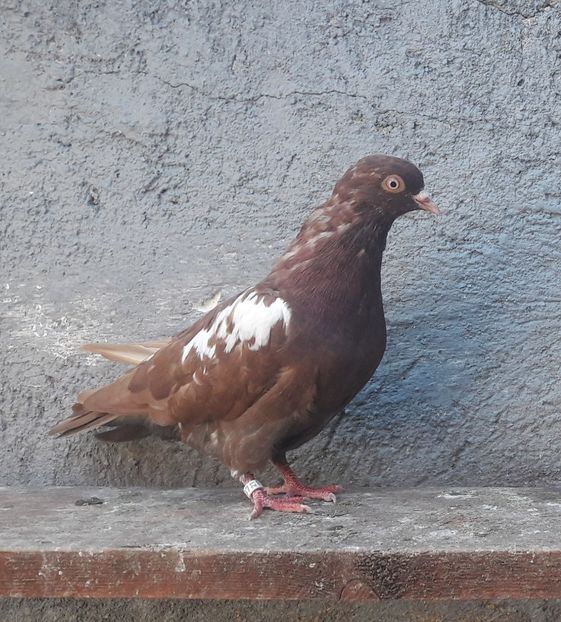 M 2021 - Porumbei jucători