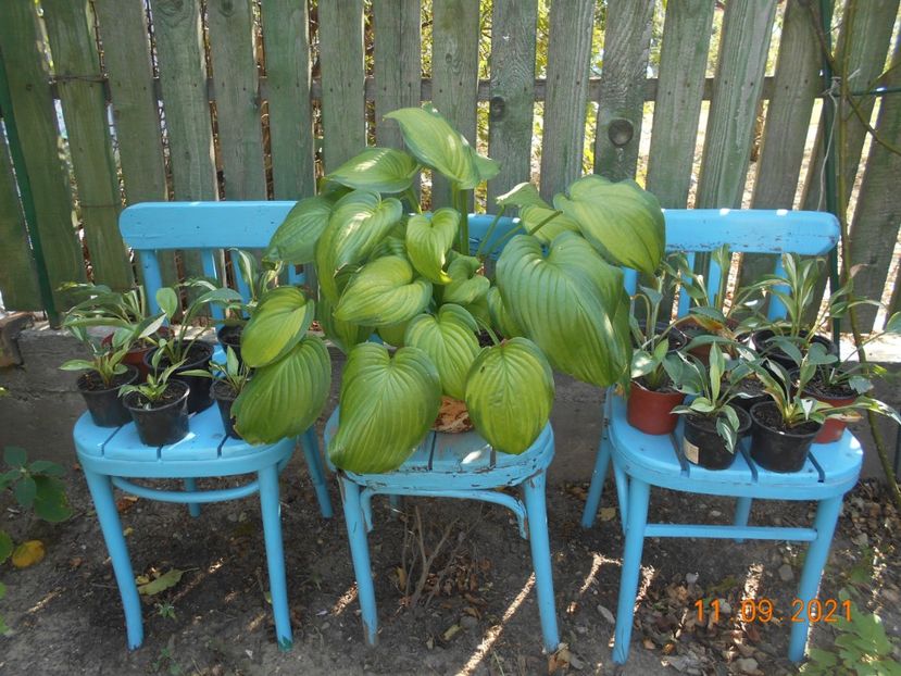  - 02 Azalee-rhododendroni-heleborusi-hortensii-hoste 2021