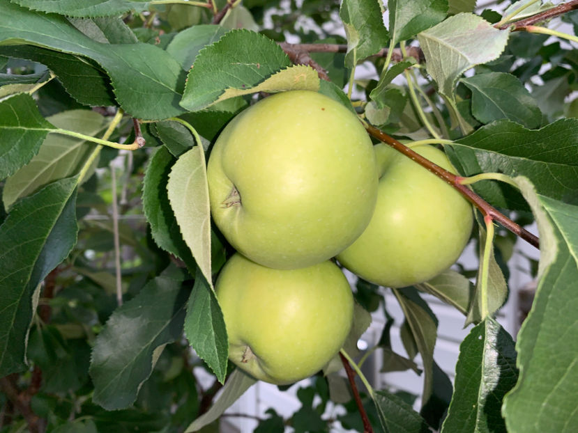  - Jurnalul gradinii 2021