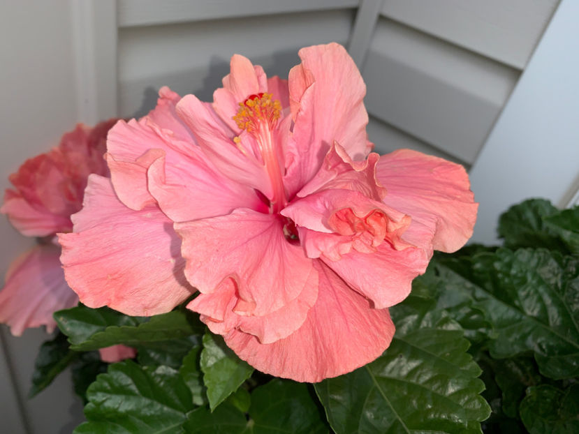  - Jurnalul gradinii 2021