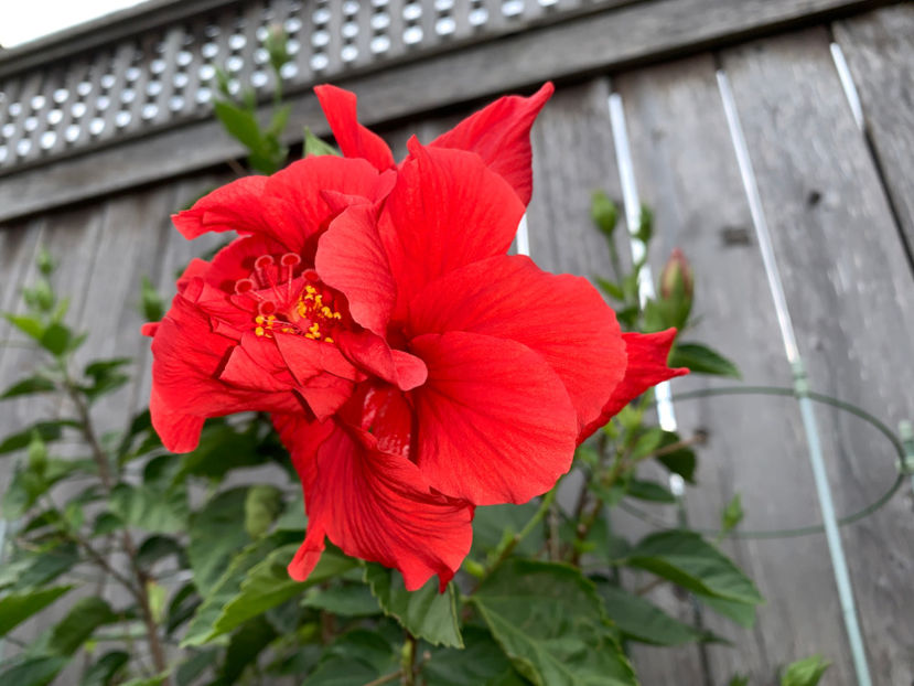  - Jurnalul gradinii 2021