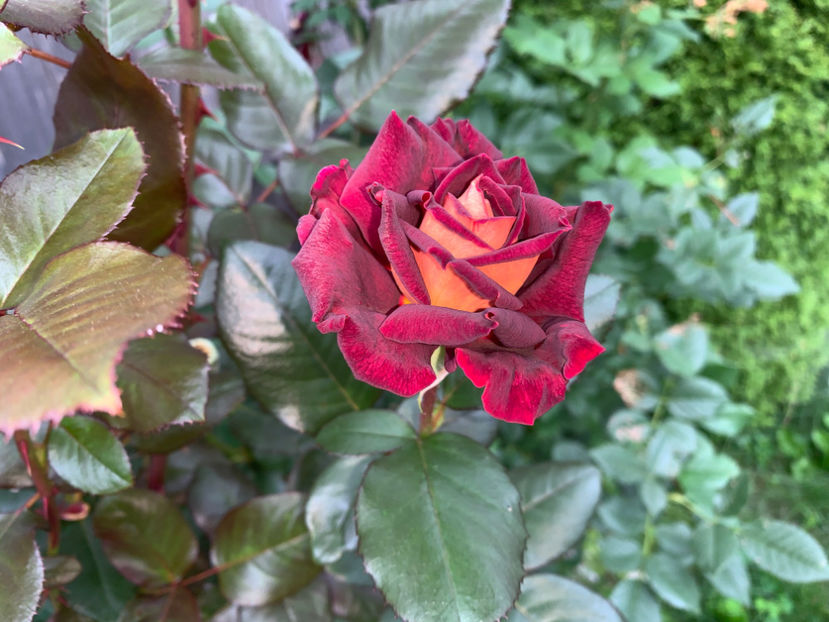  - Jurnalul gradinii 2021