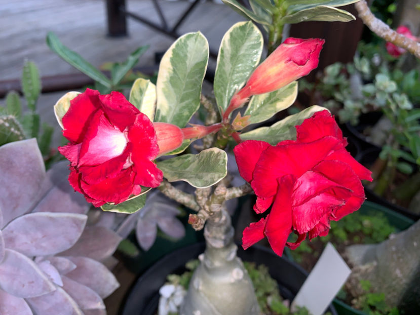  - Jurnalul gradinii 2021