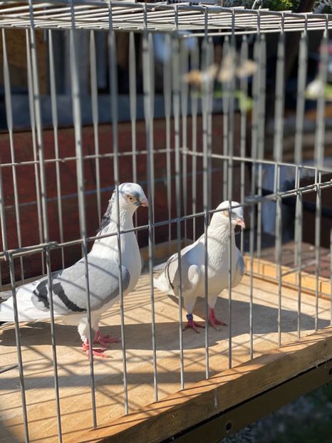 Viitoare pereche - Jucatori de Galați