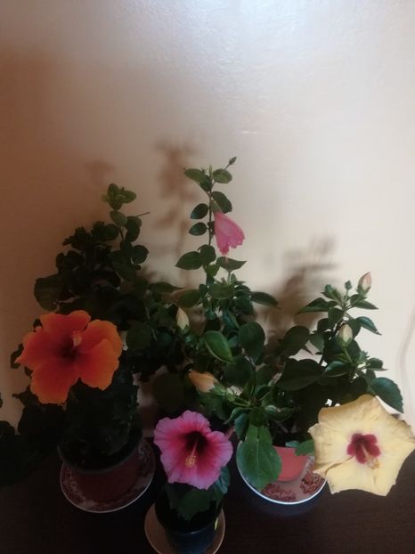  - Hibiscus 2021