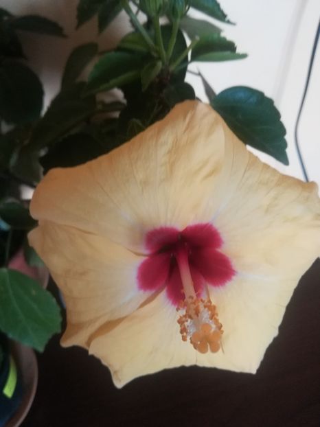 Adonicus Yelow - Hibiscus 2021