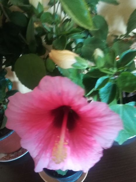 Pink Dreams - Hibiscus 2021