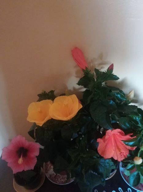  - Hibiscus 2021