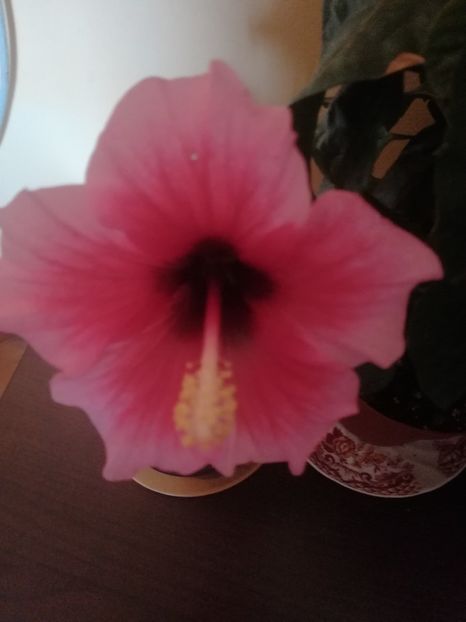 Pink Dreams - Hibiscus 2021