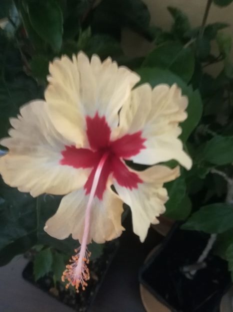 Silvia Godman - Hibiscus 2021