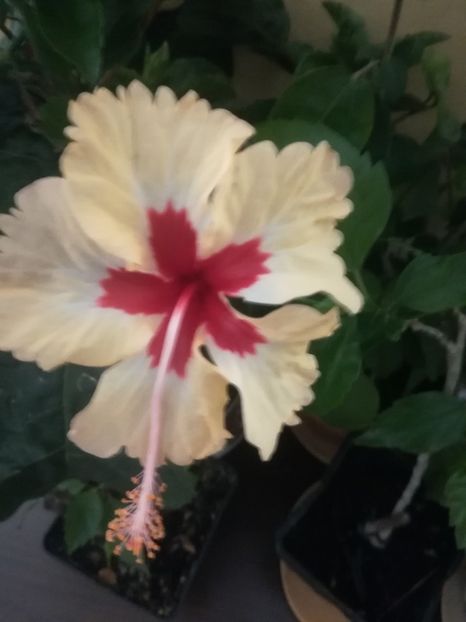 - Hibiscus 2021