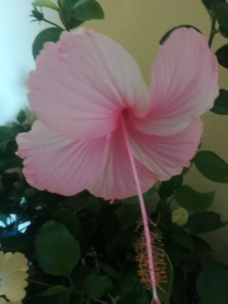  - Hibiscus 2021