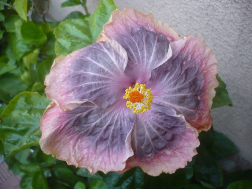 12.09.2021 - HIBISCUSI 2021-3