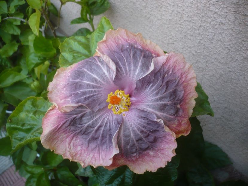 P1500981 - HIBISCUSI 2021-3