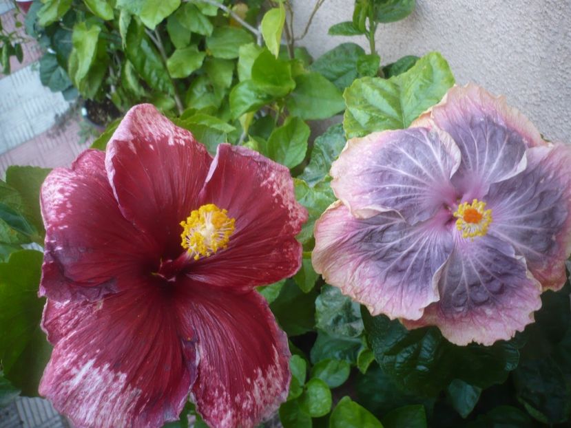 P1500982 - HIBISCUSI 2021-3