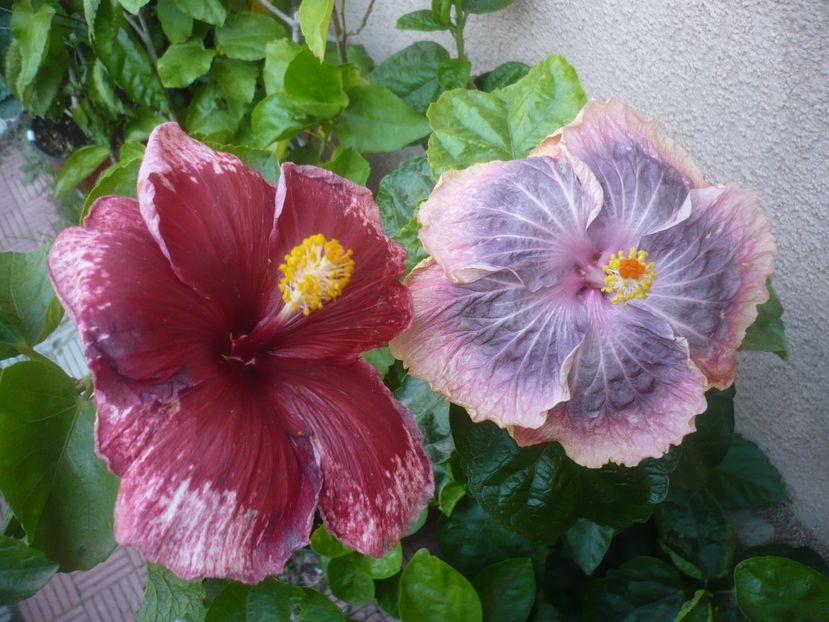 P1500985 - HIBISCUSI 2021-3