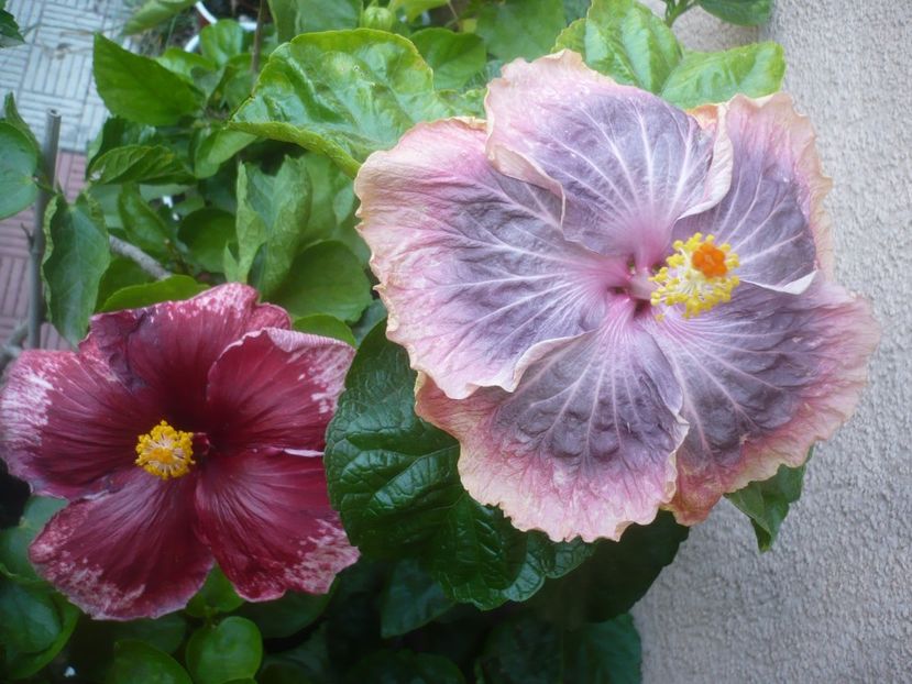 P1500986 - HIBISCUSI 2021-3