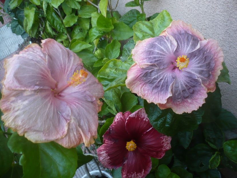 P1500987 - HIBISCUSI 2021-3