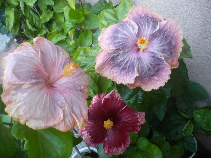 P1500988 - HIBISCUSI 2021-3