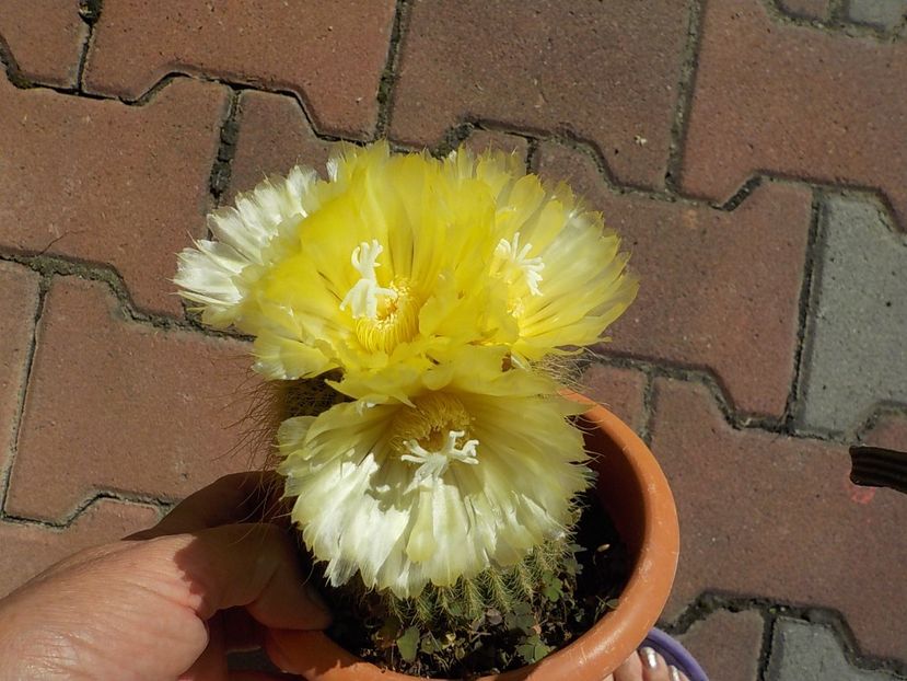  - Genul Notocactus