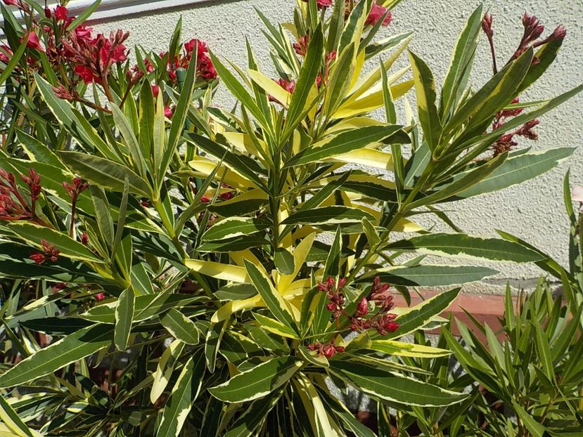  - variegat nr 24