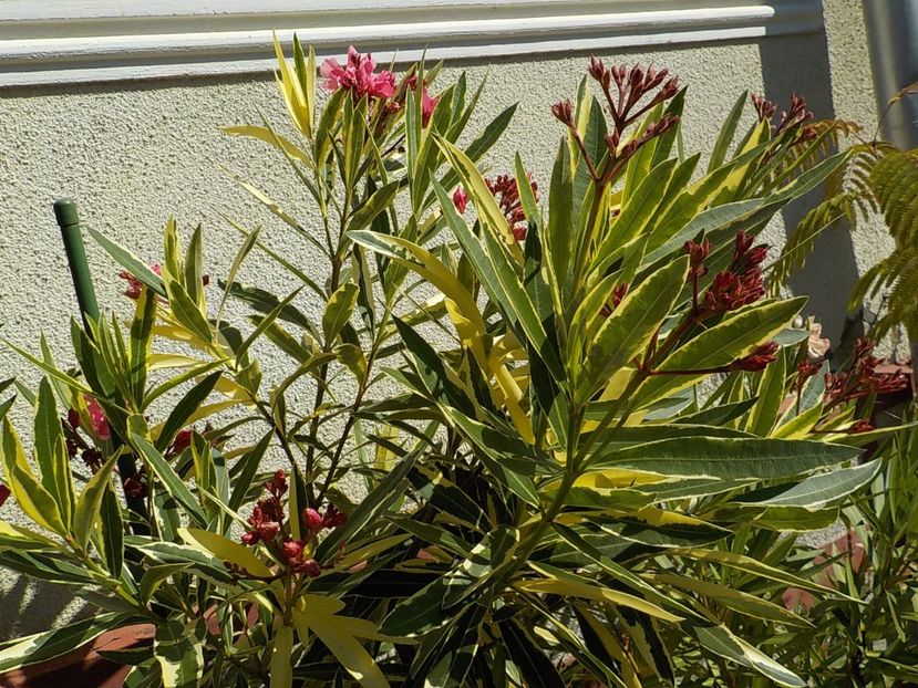  - variegat nr 24